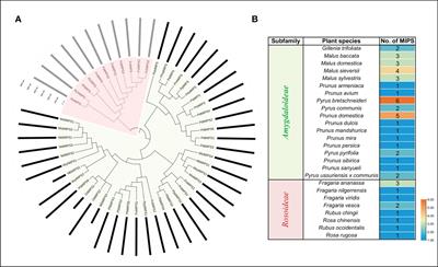 Identification and comprehensive analysis of MIPSs in Rosaceae and their expression under abiotic stresses in rose (Rosa chinensis)